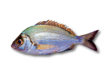 Diplodus sargus white sea bream isolated