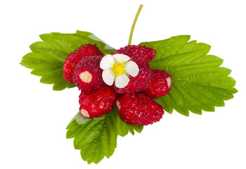 wild strawberries with flower and leaves