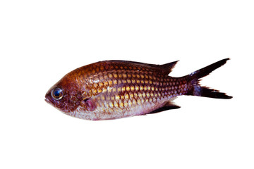 Chromis chromis Damselfish rock fish isolated