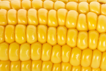 macro shot of ripe corn