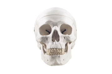Human skull model,isolated