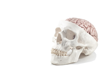 Human skull with brain model,isolated
