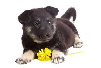 Obraz premium puppy with flower