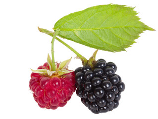 raspberry and blackberry