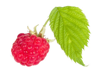ripe raspberry with leaves