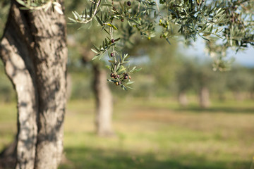 ulivo secolare