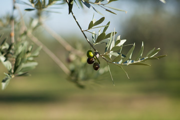 olive tree