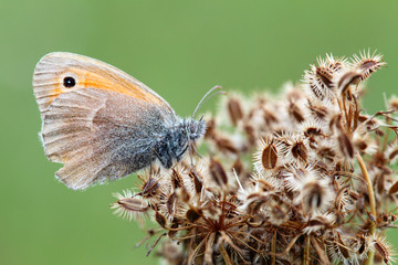 Obraz premium Butterfly on planet - Coenonympha arcania