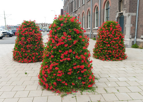 flowers in planters