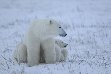 Polar She- bear with cubs