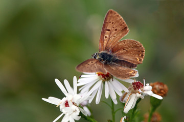 meadow brown - maniola jurtina butterfly in white flower