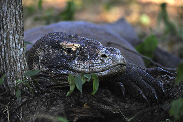 Close-up of Komodo dragon