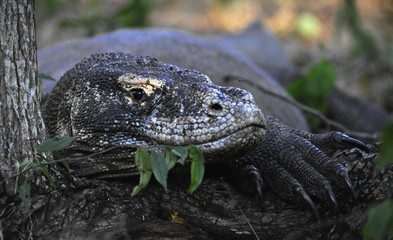 Close-up of Komodo dragon