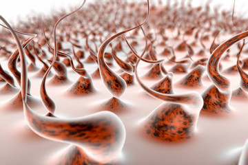 Biology in the microscope.