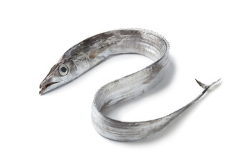 Whole single fresh ribbondfish