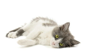 Grey and white kitten