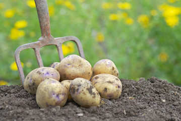 Pile of freshly harvested potatoes with garden folk.