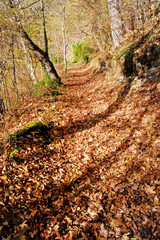 Colorful autumn leaves