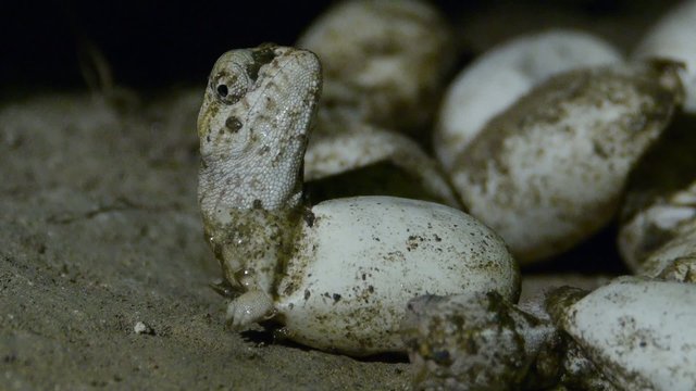 Camale&oacute;n saliendo del huevo