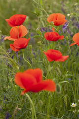 Fototapeta premium red poppy