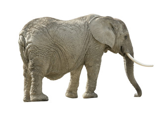 Obraz premium african elephant