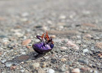 dead bug supine on pavement