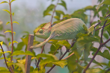 Chameleon on branch