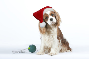chien avec le bonnet de Père Noël et son cadeau
