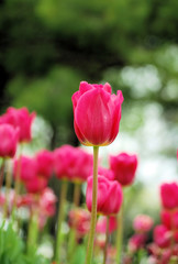 blossoming tulips in park , barcelona, spain