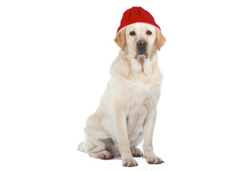 labrador triste avec son bonnet rouge
