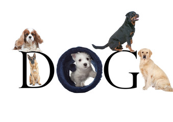 cinq races de chiens différents en position