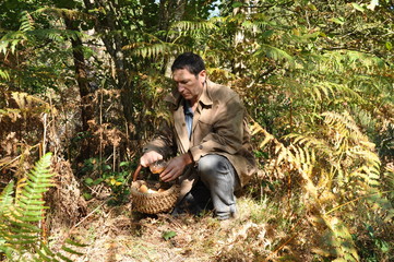 cueillette de champignons