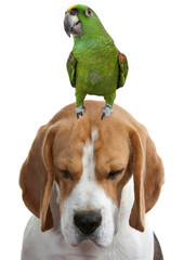 beagle portant un perroquet sur la tête - drôle de perchoir