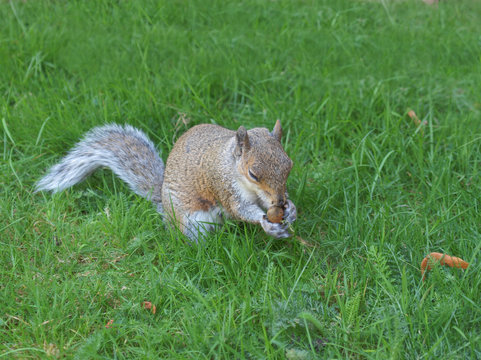 Squirrel