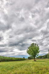 Obraz premium Corn Field and Tree