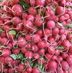 full frame radish background