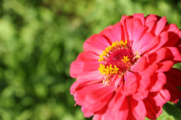 Fototapeta premium Zinnia