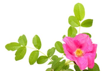 Dog rose
