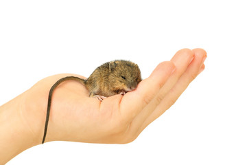 Mouse on arm
