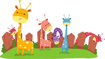 Fototapeta premium Giraffes