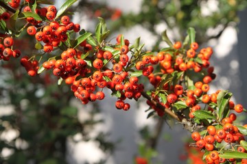 Obraz premium Pyracantha en automne