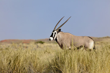 Oryx in Wolwedans