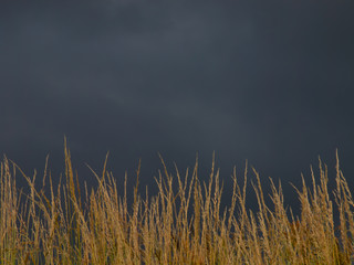 brooding sky over brown grass