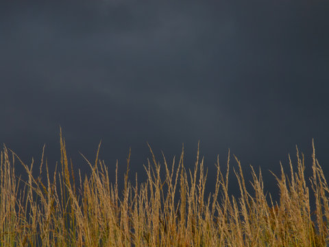brooding sky over brown grass