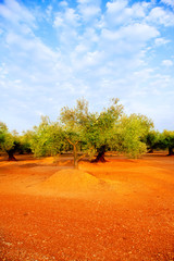 Fototapeta premium olive tree fields in red soil in Spain