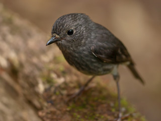 cute grey bird