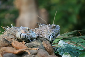 Leguan Päärchen