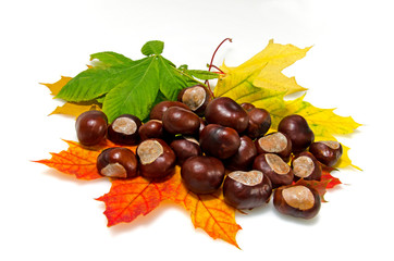 Rosskastanien & Herbstblätter