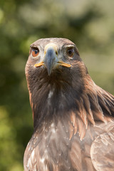 Steinadler