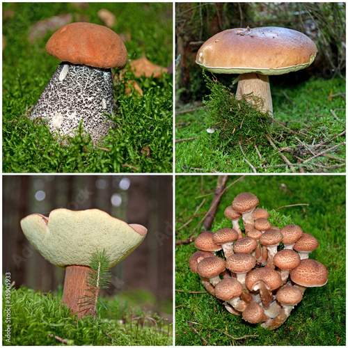 &amp;quot;Waldpilze&amp;quot; Stockfotos und lizenzfreie Bilder auf Fotolia.com - Bild ...